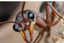 ANT COLONY (ants)