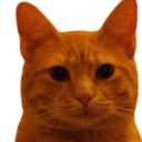 Bitcoin Cat (SASHA) Live Price, Chart and Marketcap