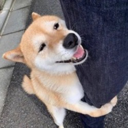 dogwifleg (LEG) Live Price, Chart and Marketcap