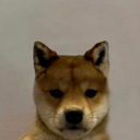 dogwifouthat (WIFOUT) Live Price, Chart and Marketcap
