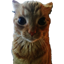 Gakster
