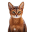 GINGER