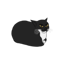 Maxwell the spinning cat