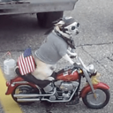MOTO DOG (TOBI) Live Price, Chart and Marketcap